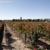 vineyards_3489