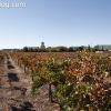 vineyards_3494
