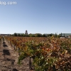 vineyards_3495