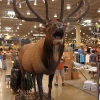 cabelas_4341