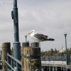 pier-boardwalk_1217