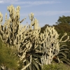 botanicgardens_7733