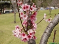 CherryBlossom_9762