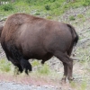 yellowstone_4789