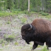 yellowstone_4792