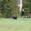 yellowstone_5593