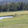 yellowstone_5597